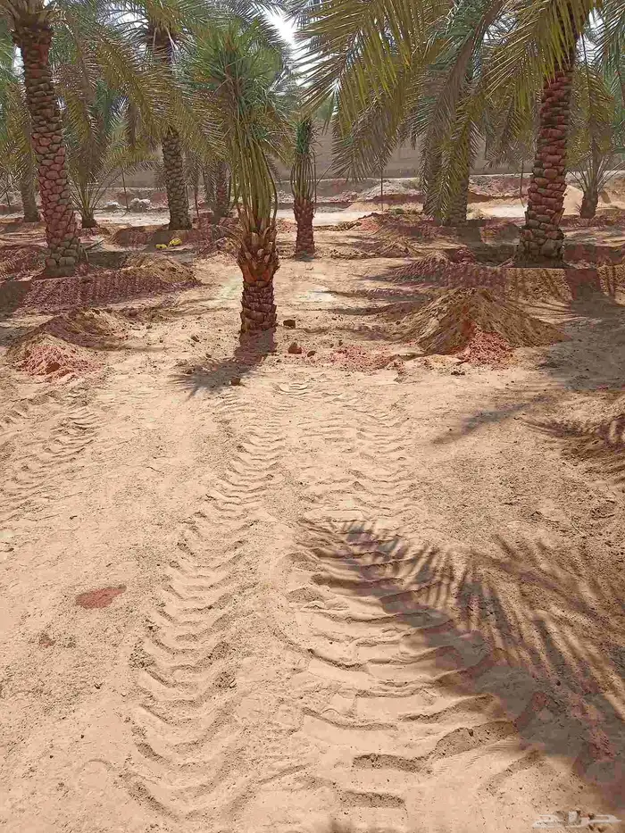 نخل للبيع 6