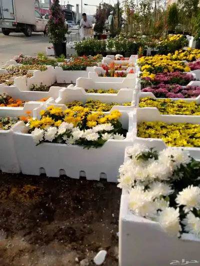 مشتل ابو ياسمين index