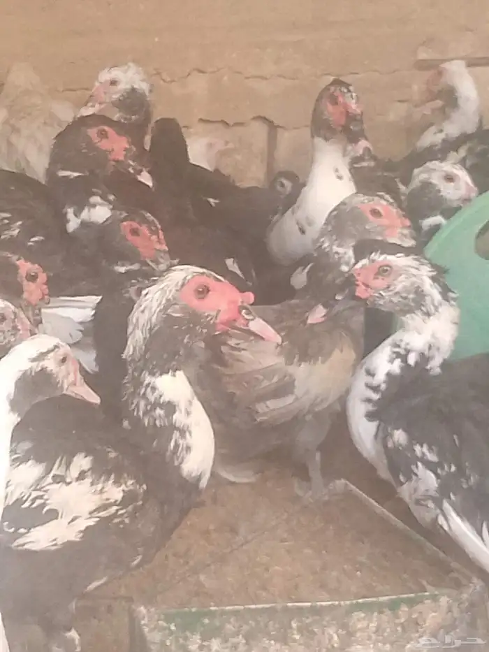 دجاج وبط وحبش 1