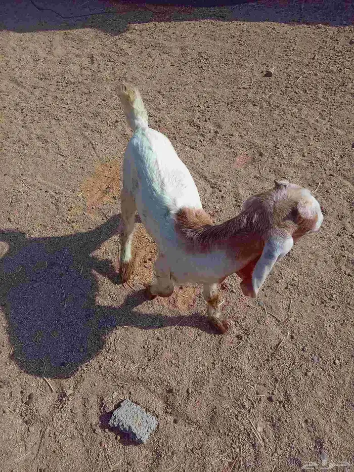 تيس داغور 0