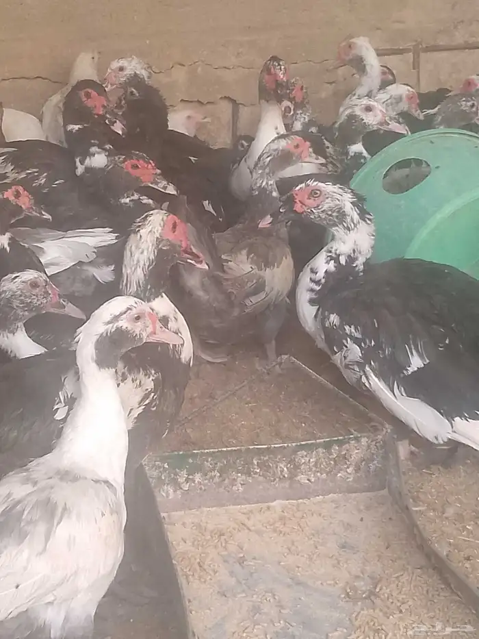 دجاج وبط وحبش 2