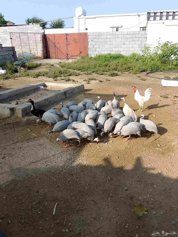 الحبه على 50 العدد 30 1