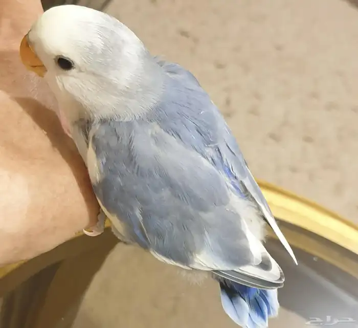 روز ابرق اليف جميل محجل 9