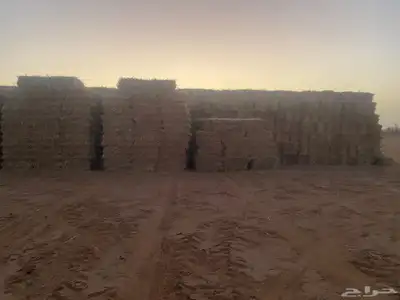 ذره شاميه للبيع index