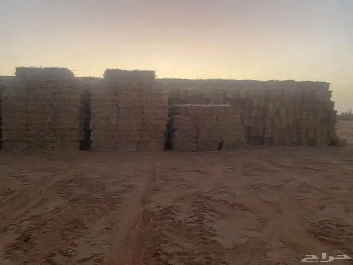 ذره شاميه للبيع 1