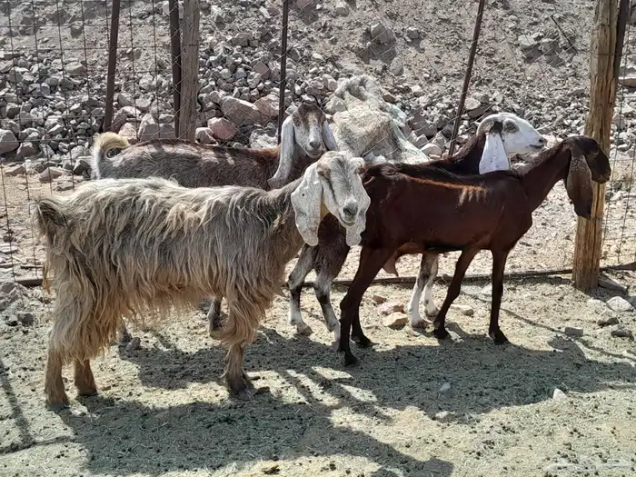 معزا 2