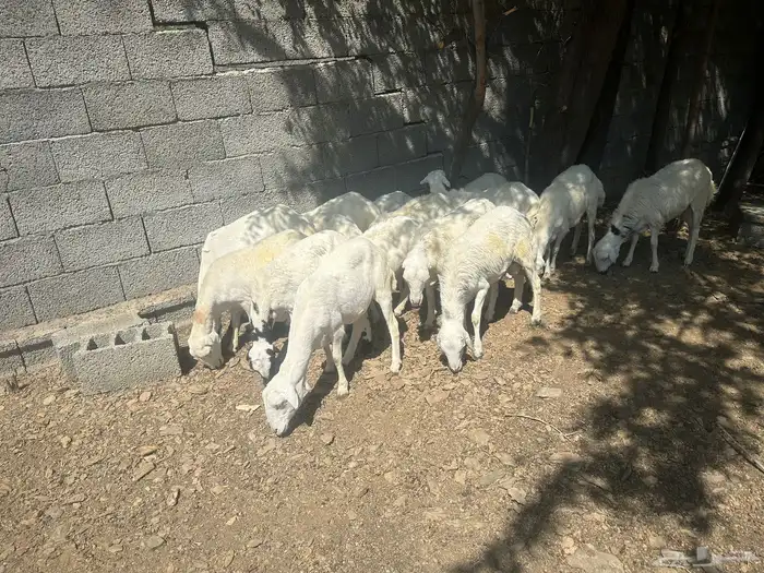 14 رخل للبيع 0