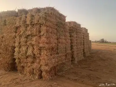 ذره شاميه للبيع index