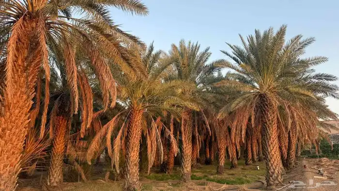 متوفر نخل صقعي طيب جدا  ونضيف على الشرط 0