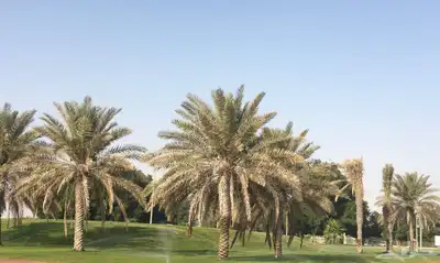 تمر خلاص الأحساء من غير جلكوز index