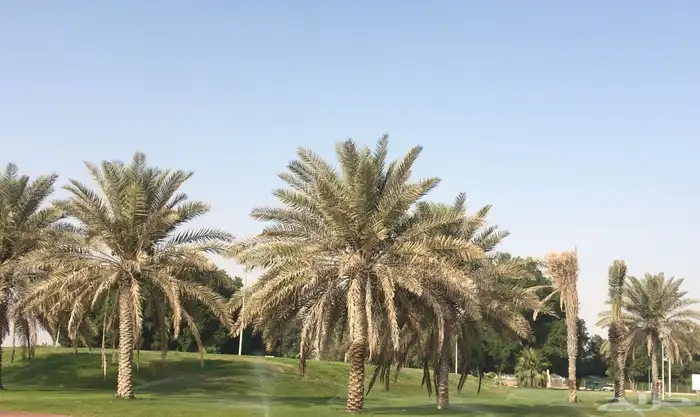 تمر خلاص الأحساء من غير جلكوز 0
