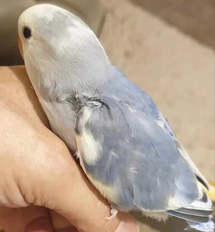 روز ابرق اليف جميل محجل 6