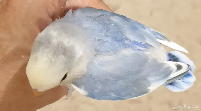 روز ابرق اليف جميل محجل 4