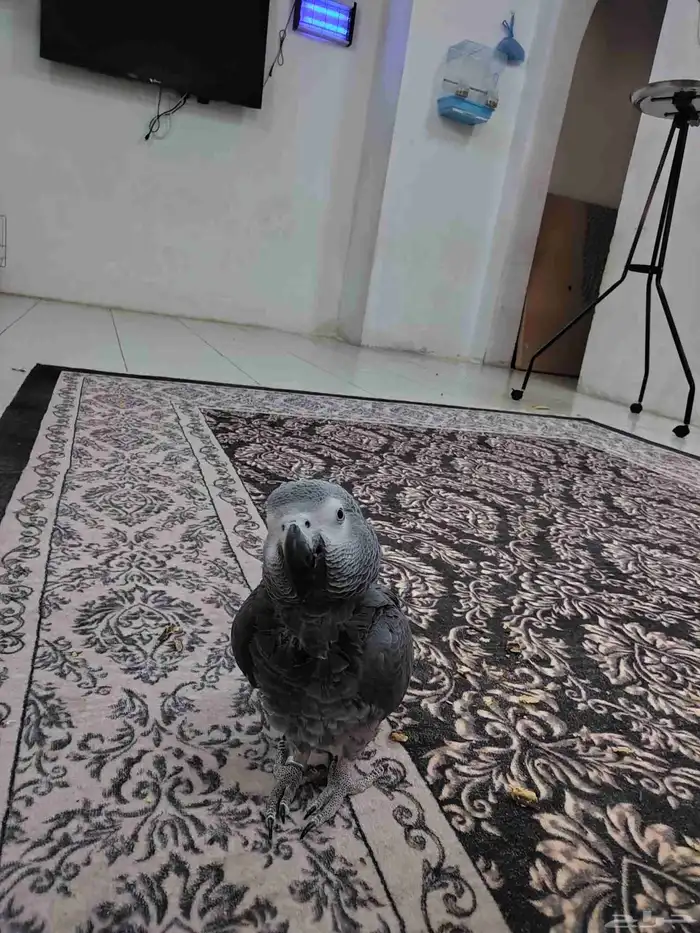 كاسكو اليف وهادي جدا و متكلم كثير عمره سنه ونص 0