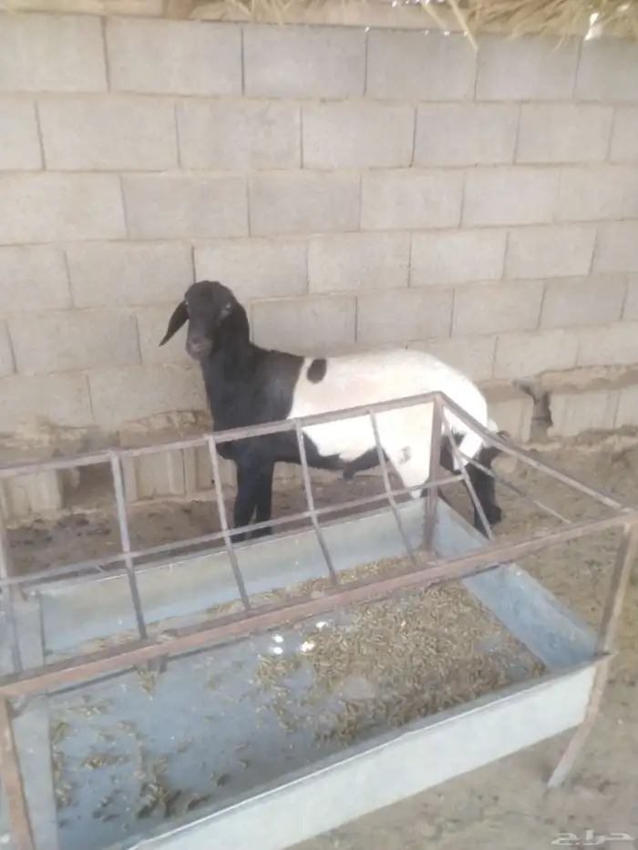 طلي جذع طيب مقفل شحم ولحم وطرف 2