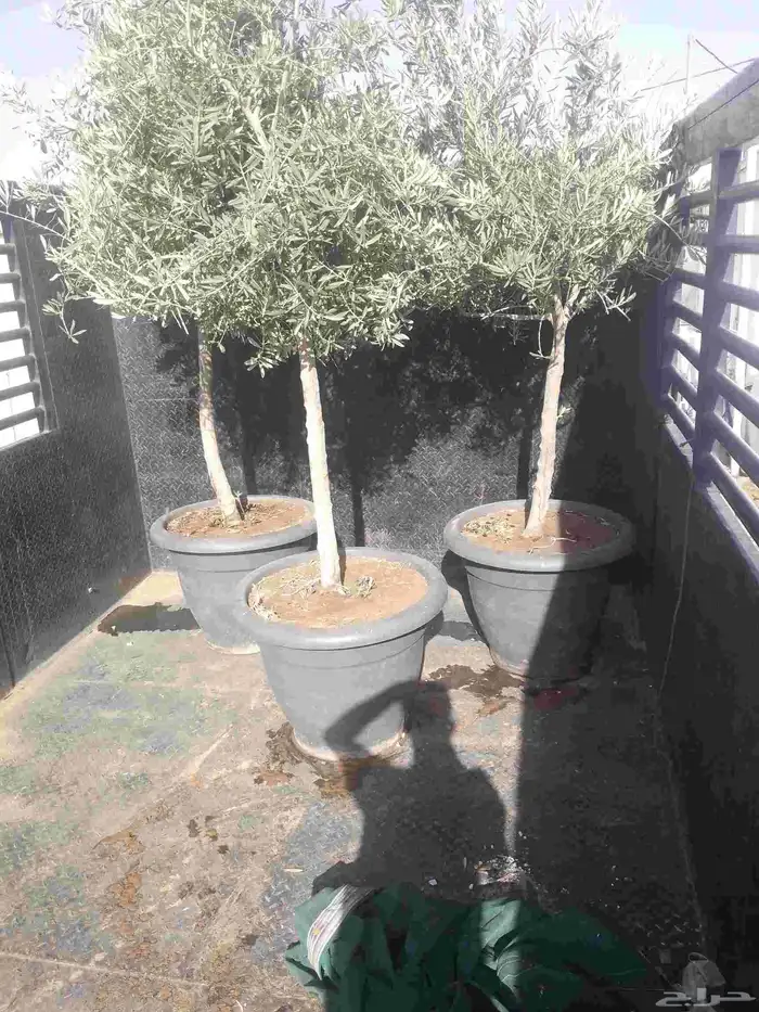 يوجد لدينا شجر الزيتون المعمر والمثمره وفي مركان 9