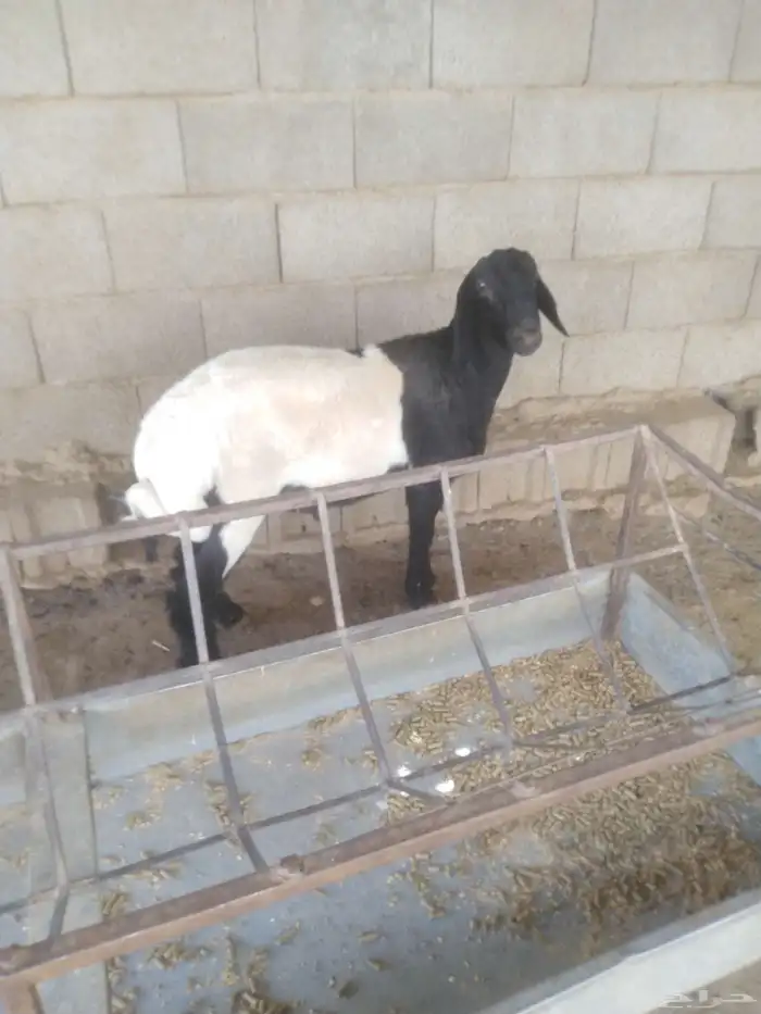 طلي جذع طيب مقفل شحم ولحم وطرف 3