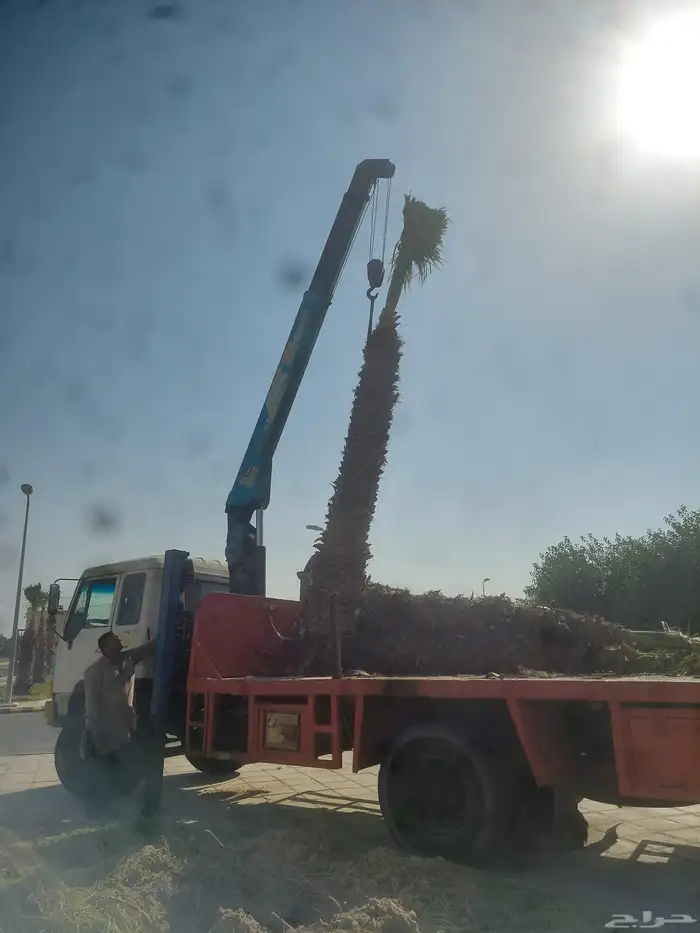 مشاتل طريق الجبيل لتنسيق النخيل 2