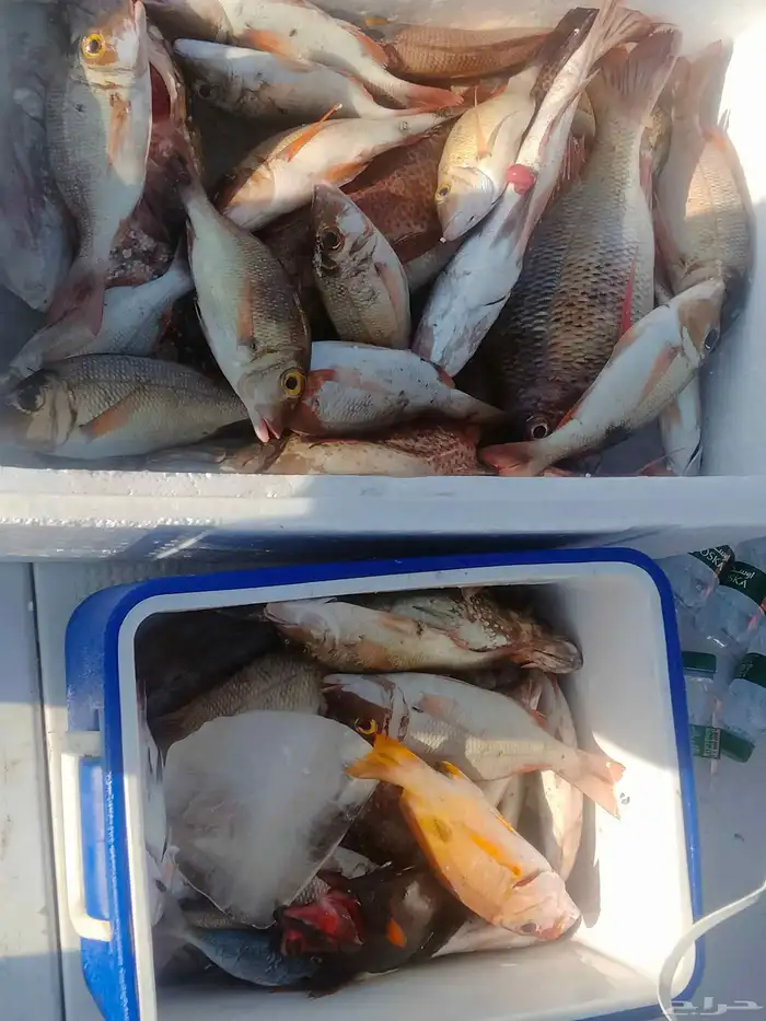 يوجد لدينا رحلات فردية وجروبات طوال أيام الأسبوع 2