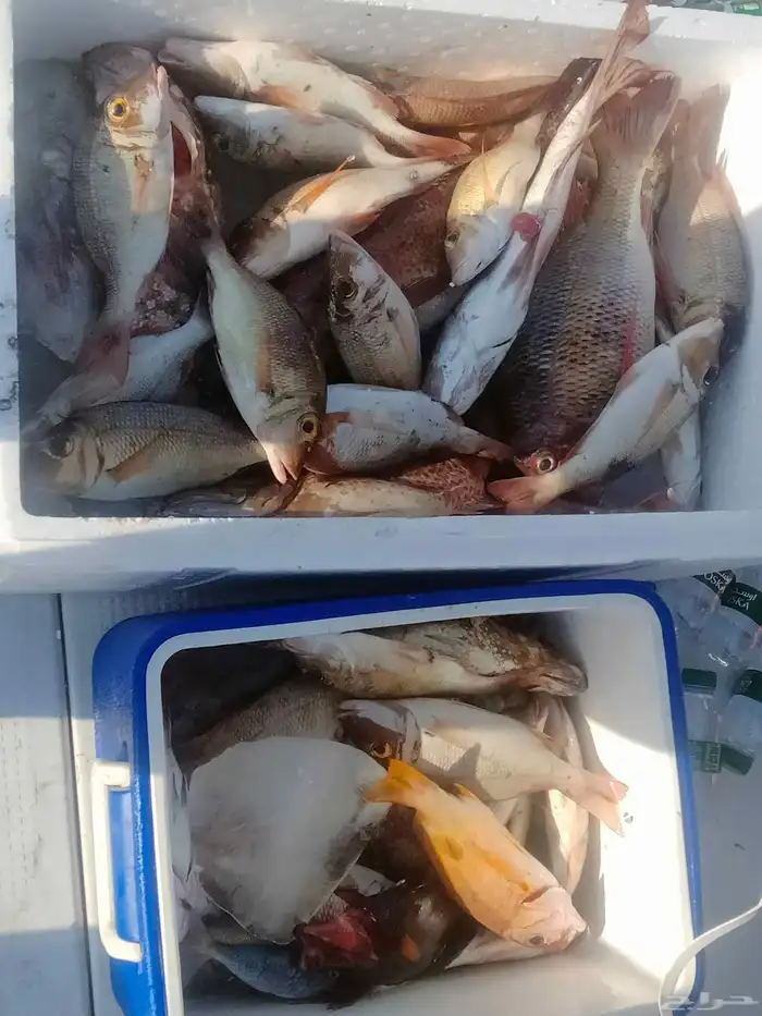 يوجد لدينا رحلات فردية وجروبات طوال أيام الأسبوع 1