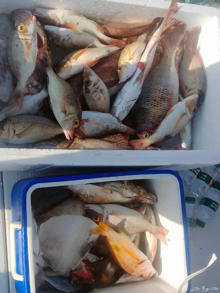 يوجد لدينا رحلات فردية وجروبات طوال أيام الأسبوع 0