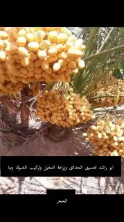 ثيل طبيعي للبيع وتوصيل وتنسيق الحدايق 5