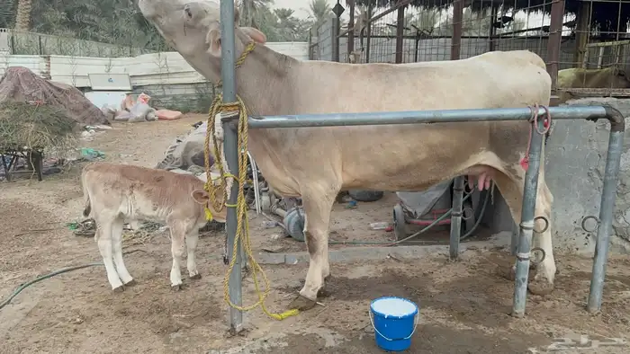 بقره المانية طيبه بالحيل تحتها عجله 4