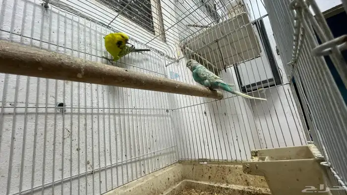 اجوز عصافير بعيالهم 1