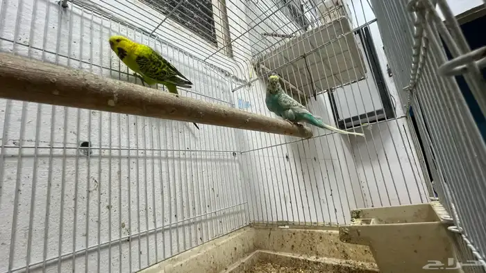 اجوز عصافير بعيالهم 0