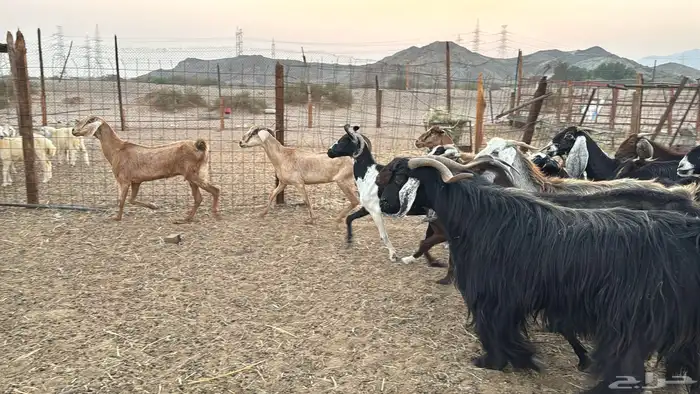 البيع معزه هجين مصرية العدد 20 بي فحل 5