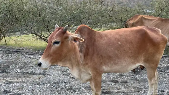 بقر 3