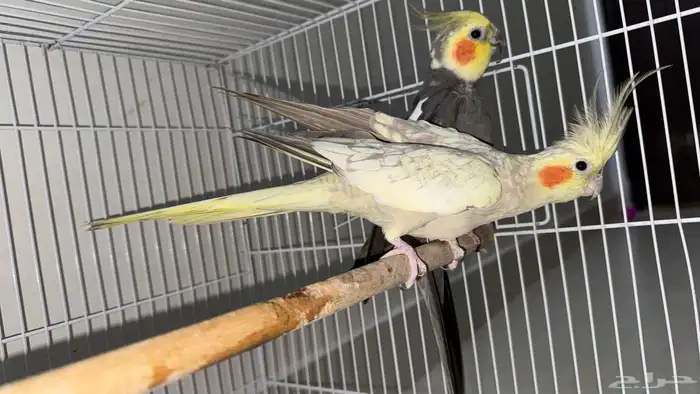 كوكتيل طيور وبادجي طيور زينه birds 10