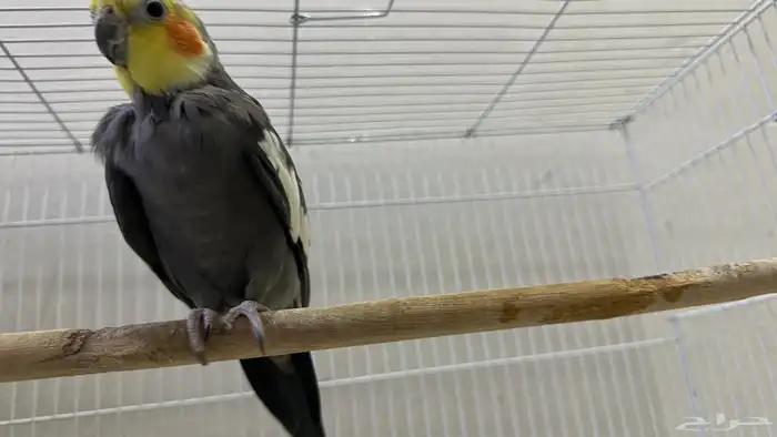 كوكتيل طيور وبادجي طيور زينه birds 5