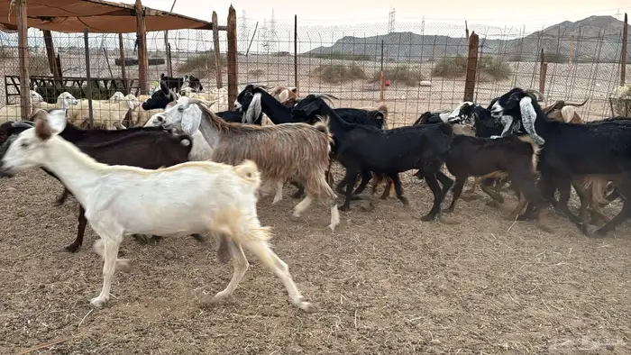 البيع معزه هجين مصرية العدد 20 بي فحل 9
