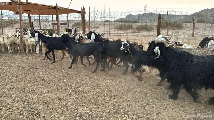 البيع معزه هجين مصرية العدد 20 بي فحل 3