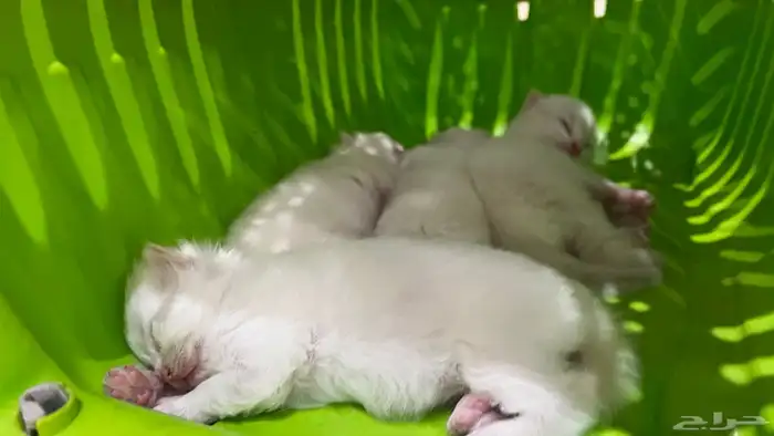 انتاج جديد مواليد1 10 2025 شيرازي مهجن لون ابيض عسلي 6