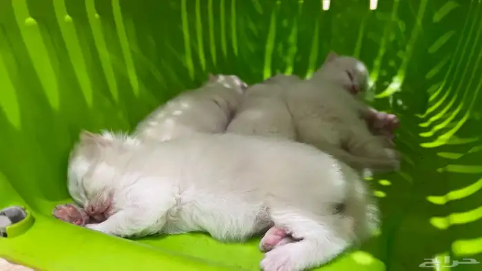 انتاج جديد مواليد1 10 2025 شيرازي مهجن لون ابيض عسلي 4