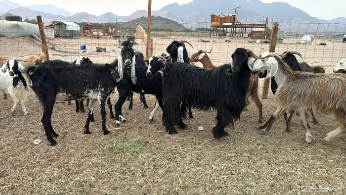 البيع معزه هجين مصرية العدد 20 بي فحل 4