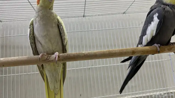 كوكتيل طيور وبادجي طيور زينه birds 6