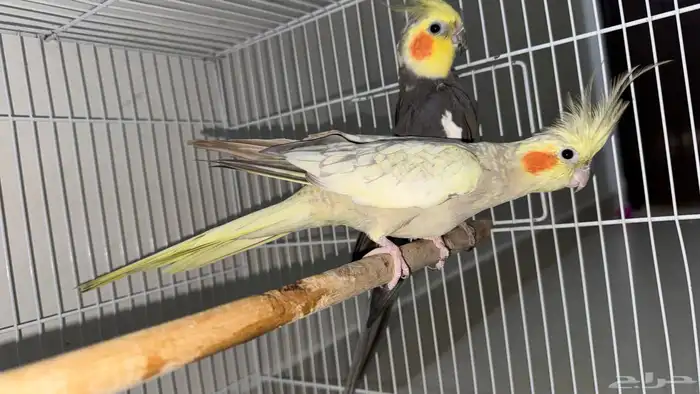 كوكتيل طيور وبادجي طيور زينه birds 9
