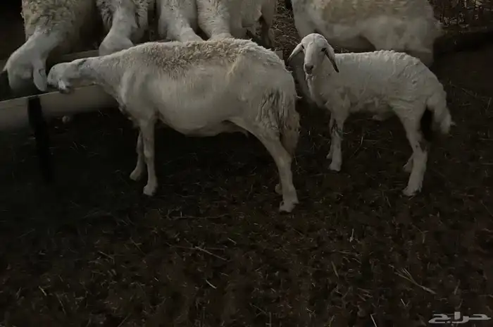 حريات وحده والد معها خروف له شهرين وحده دافع قريب ولادها 0