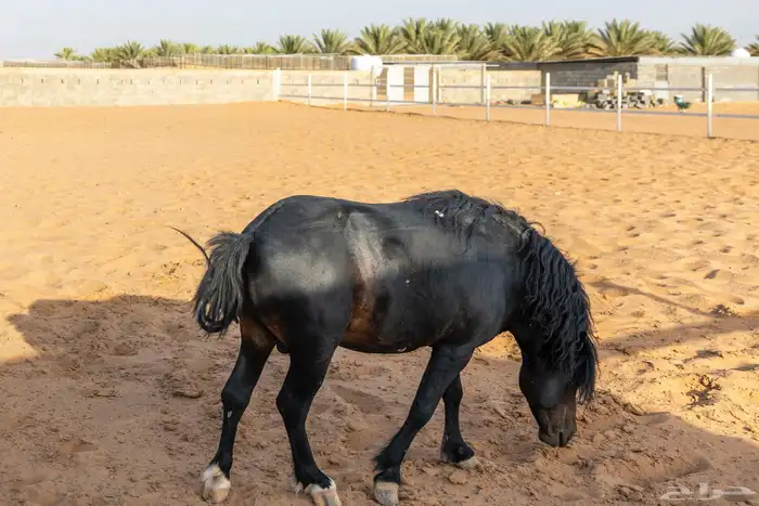 خيل سيسي للبيع 21