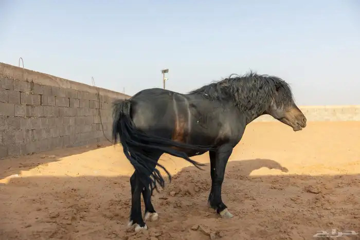 خيل سيسي للبيع 19