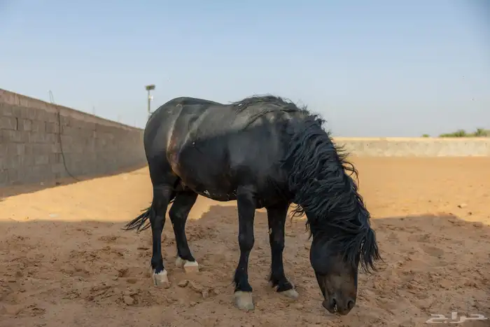 خيل سيسي للبيع 17