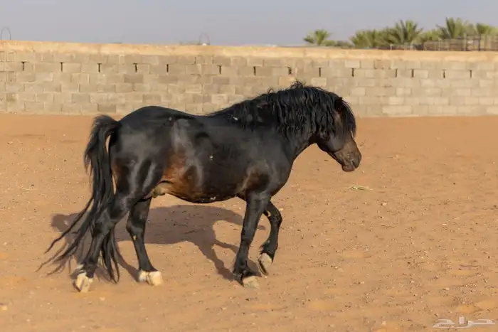 خيل سيسي للبيع 10