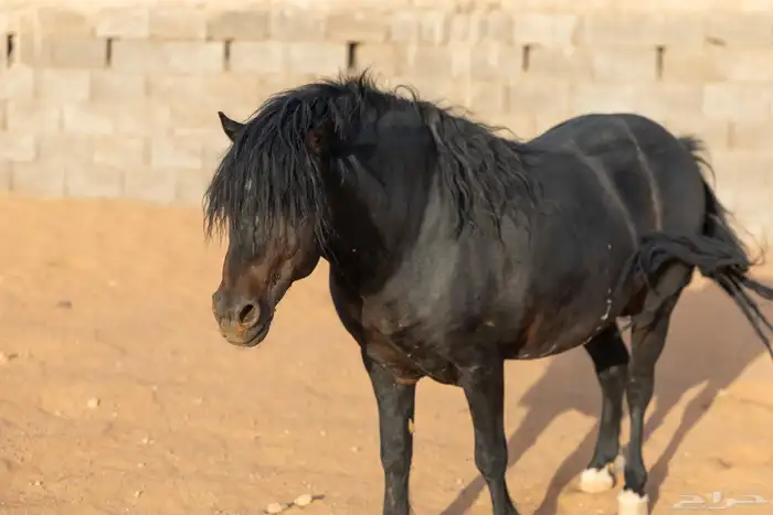 خيل سيسي للبيع 6