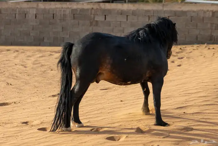 خيل سيسي للبيع 7