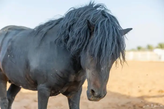 خيل سيسي للبيع 14