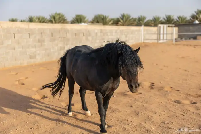 خيل سيسي للبيع 3