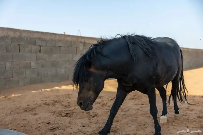 خيل سيسي للبيع 20